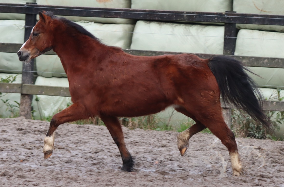 Mooie extra goed gefokte  bruine Welsh sectie A merrie/ Nice bay section A mare top breeding