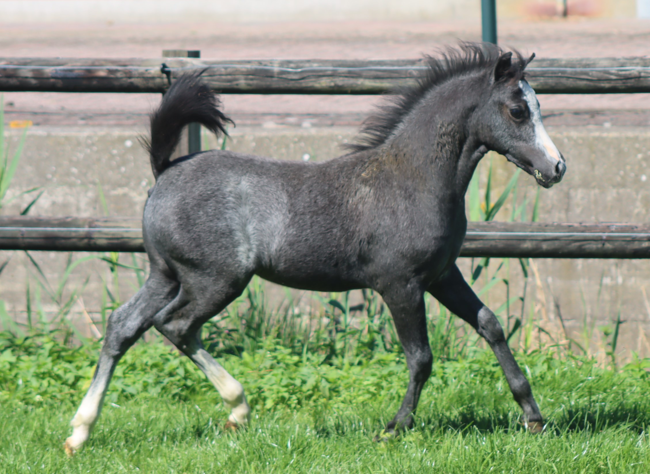 Quality section A filly foal out of the finest Synod bloodlines/Kwaliteitsvol merrieveulen uit de beste Synod bloedlijnen