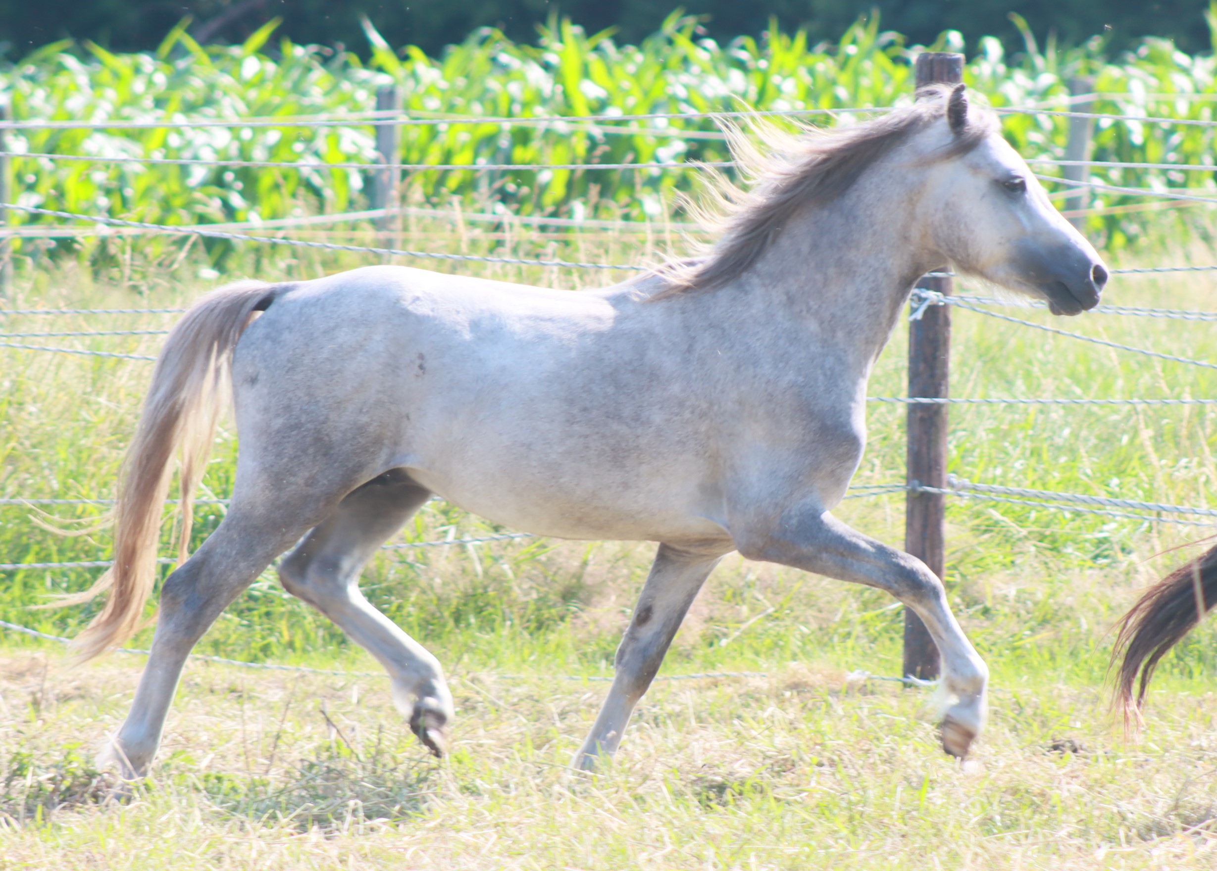 Tweejarige sterke Welsh sectie A ruin/ Two years old strong section A gelding