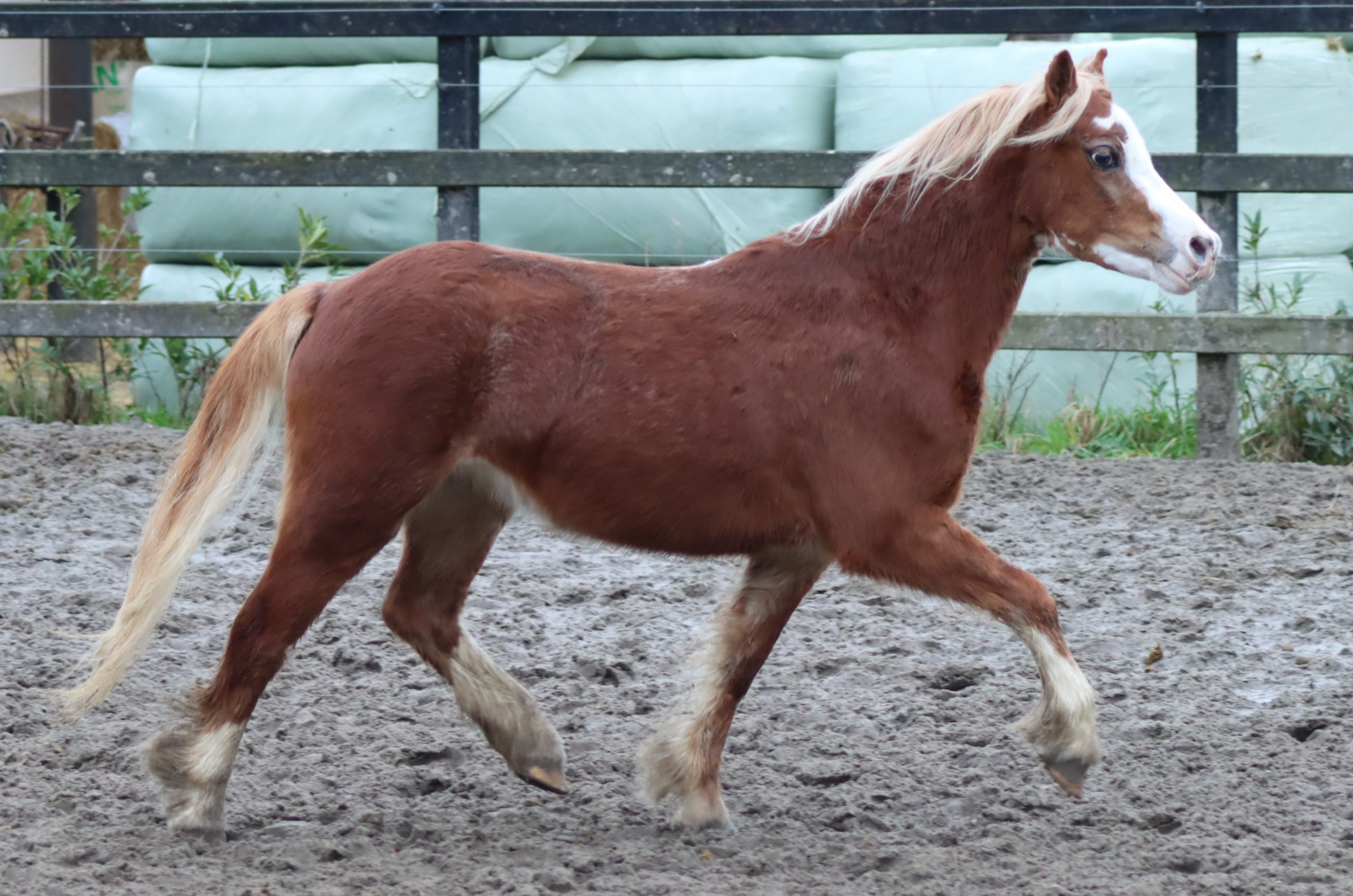 Mooie blonde vos Welsh sectie A merrie/ stunning blond Welsh section A filly